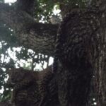 Full Day Safari Tour in Yala National Park - What Makes This Tour a Great Value