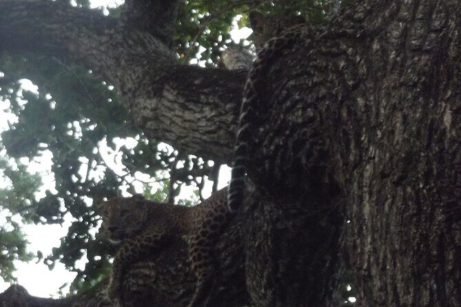 Full Day Safari Tour in Yala National Park - What Makes This Tour a Great Value