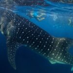 Full Day Sumbawa Tour and Swimming with Whale Sharks - A Deep Dive into the Sumbawa Whale Shark Tour