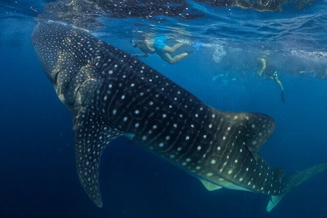 Full Day Sumbawa Tour and Swimming with Whale Sharks - A Deep Dive into the Sumbawa Whale Shark Tour
