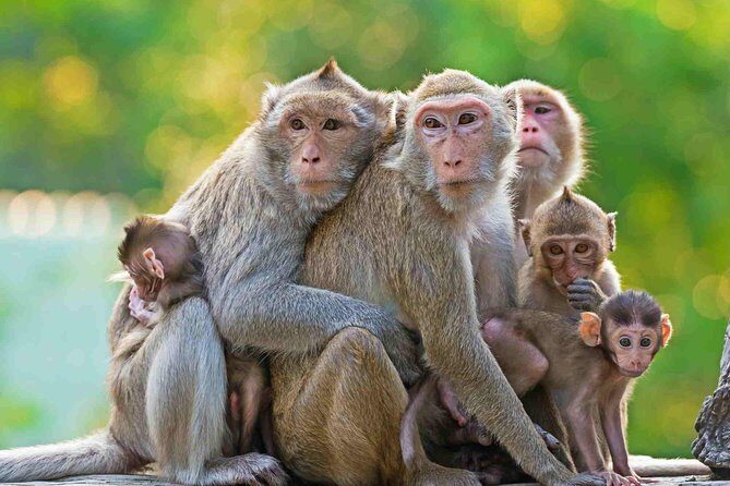 Full Day Surface of Ubud Private Tour - The Practicalities: What to Expect