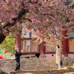 Full Day Suwon Hwaseong and Yellow Spring Flower Festival Tour - A Deep Dive into the Tour Experience