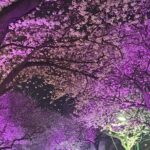 Full Day Tour In Jeju Island - East of Jeju (included admission) - The Practical Side: Transportation, Value, and Flexibility