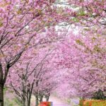 Full Day Tour in Seosan Gaesimsa, Munsusa and Suwon Hwaseong - Practical Details and Value