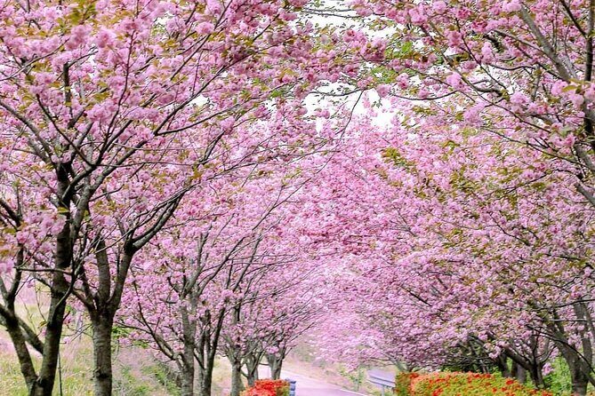 Full Day Tour in Seosan Gaesimsa, Munsusa and Suwon Hwaseong - Practical Details and Value