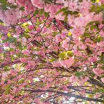 Full Day Tour Jeonju Hanok Village, Wansan Park and Gakwonsa - Practical Details & Value