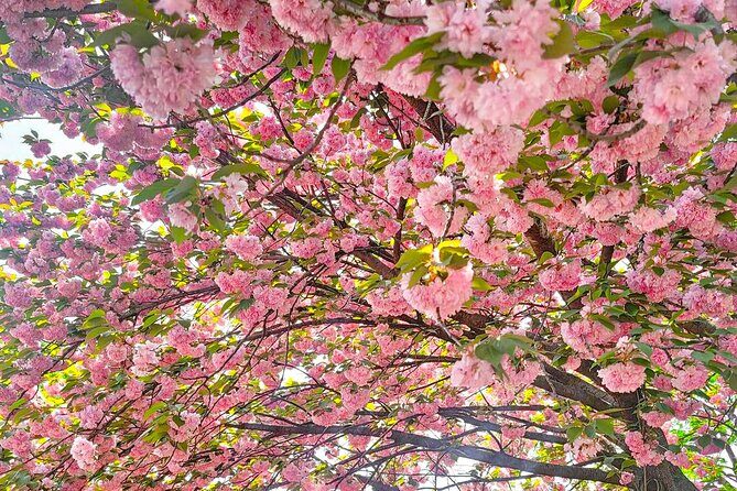 Full Day Tour Jeonju Hanok Village, Wansan Park and Gakwonsa - Practical Details & Value