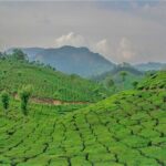 Full Day Tour Of Munnar With Lunch - What’s Included and What to Expect
