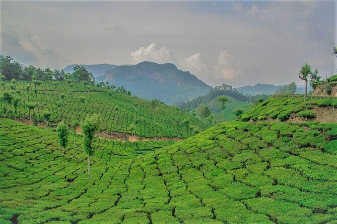 Full Day Tour Of Munnar With Lunch - What’s Included and What to Expect