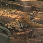 Full-Day Tour of Ranthambore from Jaipur - The Lunch Break: A Taste of Local Flavors