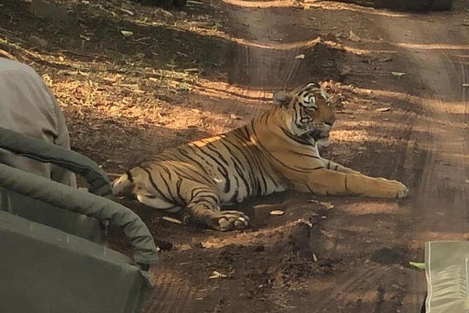 Full-Day Tour of Ranthambore from Jaipur - The Lunch Break: A Taste of Local Flavors