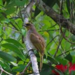 Full-Day Trekking Explore Cat Ba National Park, Viet Hai Village - Exploring the Itinerary in Detail