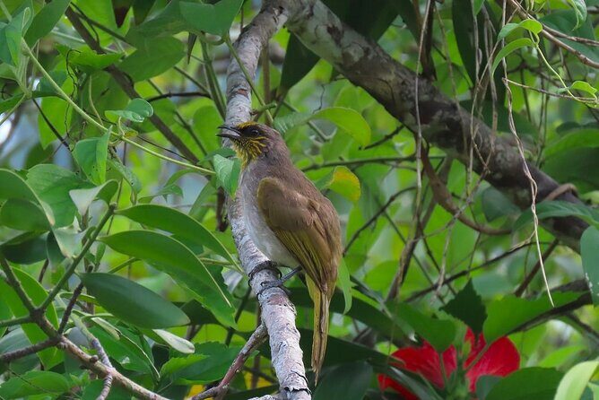 Full-Day Trekking Explore Cat Ba National Park, Viet Hai Village - Exploring the Itinerary in Detail