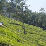 Full-Day Trekking in Kerala, India - Practical Details and Tips