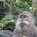 Full Day : Ubud And Tanah Lot Temple Tours - In-Depth Look at the Itinerary