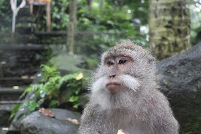 Full Day : Ubud And Tanah Lot Temple Tours - In-Depth Look at the Itinerary