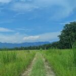 Full Day walking safari at Bardia National Park With LUNCH &GUIDE - What to Expect from the Wildlife Experience