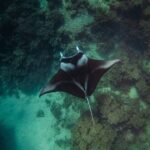 Full Day Water Experience Eco snorkeling and Jet ski with lunch - Who Should Consider This Tour?