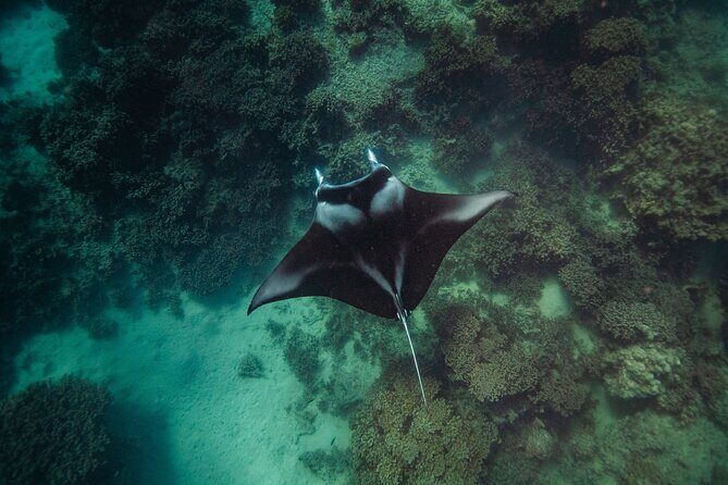 Full Day Water Experience Eco snorkeling and Jet ski with lunch - Who Should Consider This Tour?