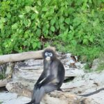 Fullday Sailing Boat Tour to Angthong Marine Park - Practical Details and What You Need to Know