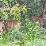 Fully Private Udawalawe National Park Safari Tour - Why This Tour Stands Out
