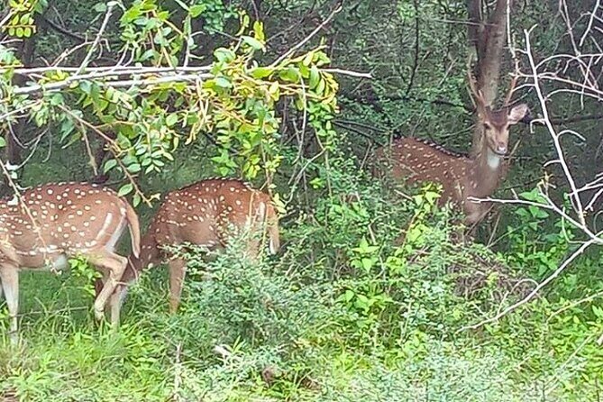 Fully Private Udawalawe National Park Safari Tour - Why This Tour Stands Out