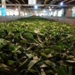 Galle and Bentota Day Excursion From Colombo - Exploring the Itinerary in Detail