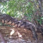 Galle & Bentota River Safari Private Tour from Beruwala Hotels - Authentic Insights from Past Travelers