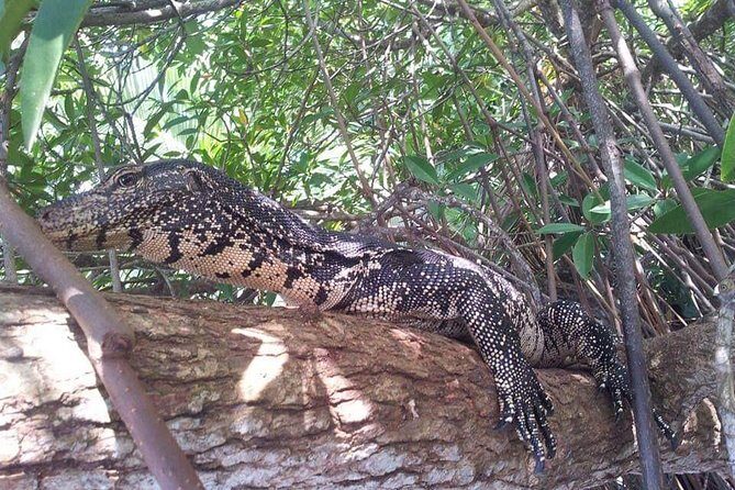 Galle & Bentota River Safari Private Tour from Beruwala Hotels - Authentic Insights from Past Travelers