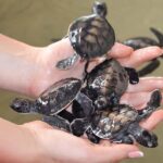 GALLE DAY TOUR from Rekawa/Tangalle/Hiriketiya/Talalla &More - Seamless Transfers with Added Adventure