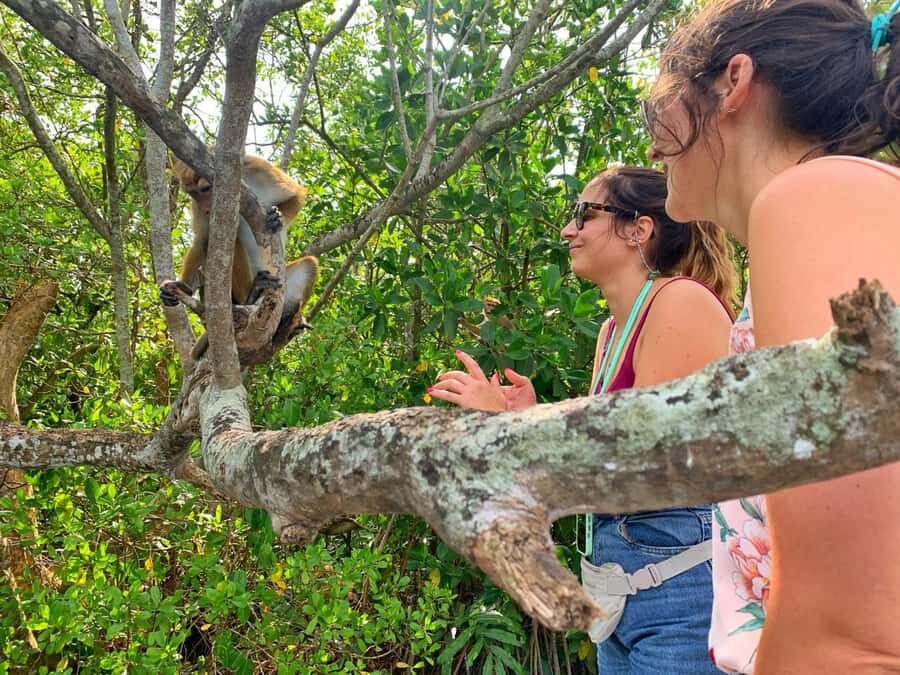 Galle: Koggala Lake Boat Safari with Monkeys Birds & Nature - The Sum Up