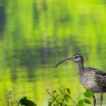 Galle: Mangrove Nature Walk with Local Guide - Exploring Sri Lanka’s Mangroves: What You Can Expect