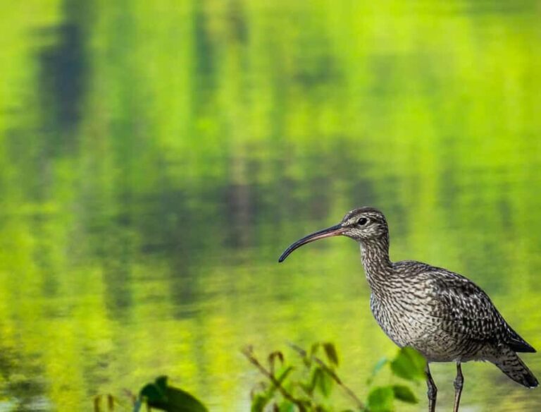 Galle: Mangrove Nature Walk with Local Guide - Exploring Sri Lanka’s Mangroves: What You Can Expect