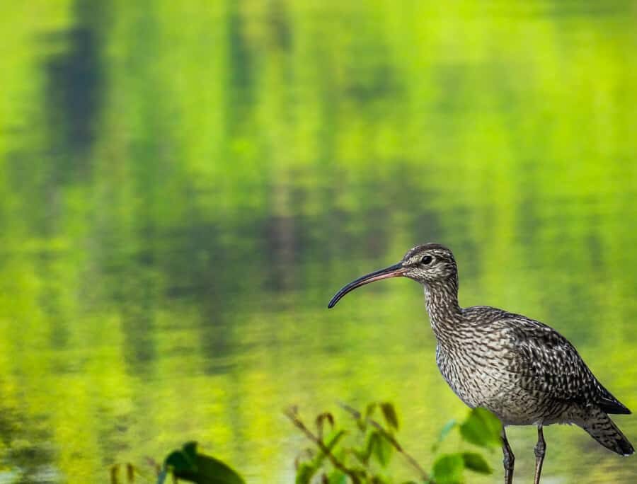 Galle: Mangrove Nature Walk with Local Guide - Exploring Sri Lanka’s Mangroves: What You Can Expect