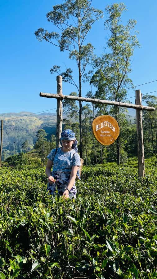 Galle: Nuwara Eliya Private Tour with Tea Factory Visit - Scenic Drive: Mountains, Valleys, and Mist