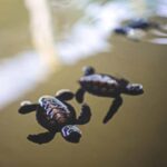 Galle: Private City Sightseeing Guided Tour by Tuk Tuk - The Itinerary in Detail