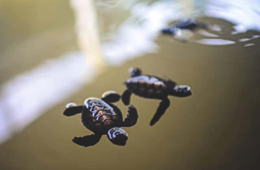 Galle: Private City Sightseeing Guided Tour by Tuk Tuk - The Itinerary in Detail