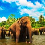 Galle: Private Transfer to Kandy with Elephant Orphanage - The Itinerary Breakdown