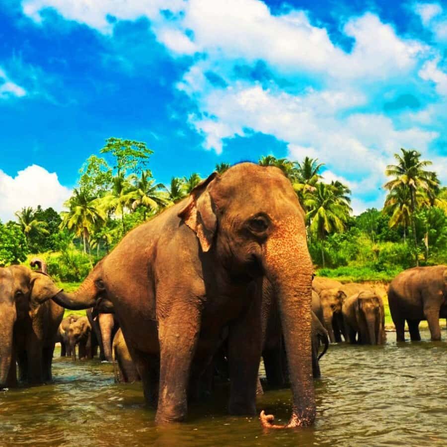 Galle: Private Transfer to Kandy with Elephant Orphanage - The Itinerary Breakdown
