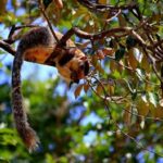 Game Drive Wilpattu National Park : Private Tour - The Route and Wildlife Highlights