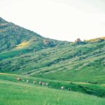 Gandan monastery and Hustai National park-all inclusive tour - Itinerary Breakdown: What to Expect