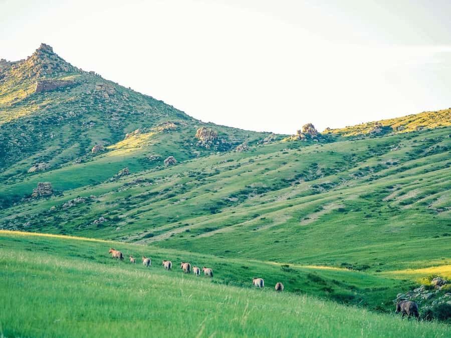 Gandan monastery and Hustai National park-all inclusive tour - Itinerary Breakdown: What to Expect