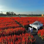 Gaomei Wetlands, Rainbow Village, Miyahara & Zhongshe from Taipei - Final Thoughts: Who Should Consider This Tour?