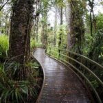 German Speaking Tour of Kawiti Glow Worm Caves, Opua Kauri Walk - Who Will Love This Tour?