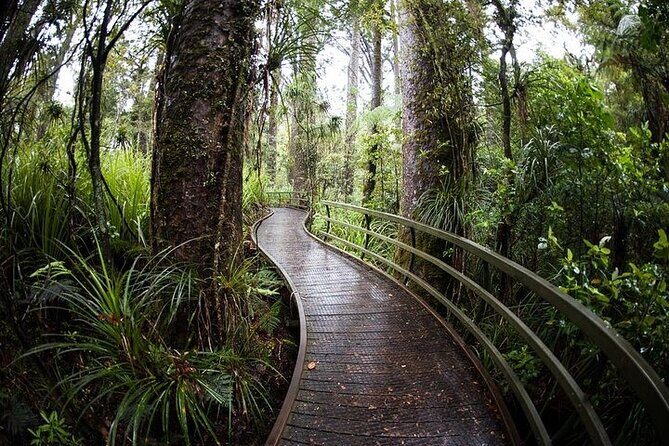 German Speaking Tour of Kawiti Glow Worm Caves, Opua Kauri Walk - Who Will Love This Tour?