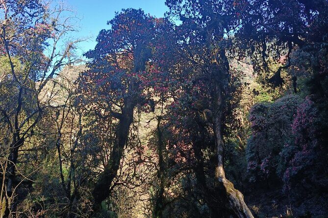 Ghorepani Poon Hill Trek: 12-Day Journey in Annapurna - Why This Trek Offers Great Value