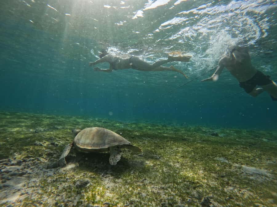 Gili Air: Small-Group Snorkeling Tour with GoPro - Why This Tour Appeals to Different Travelers