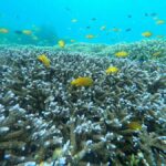 Gili Snorkeling Tour With GO PRO Documentation - What the Reviews Say