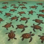 Gili Snorkeling Tour With GOPRO, Visit Turtles Sanctuary - Snorkeling in Gili Trawangan: The Main Attraction