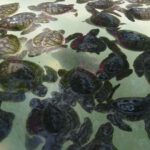 Gili T Private Snorkeling Trip include GOPRO shoot - What to Expect During the Tour